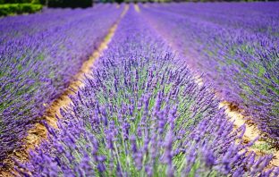 De Franse sfeer in eigen tuin