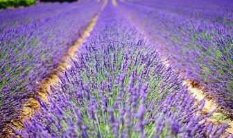 De Franse sfeer in eigen tuin De Franse sfeer in eigen tuin
