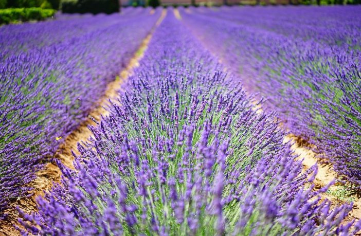 De Franse sfeer in eigen tuin