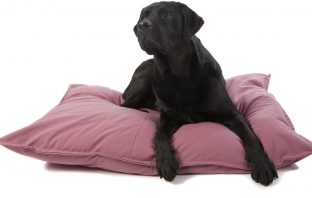 Een nieuw bed voor jouw hond