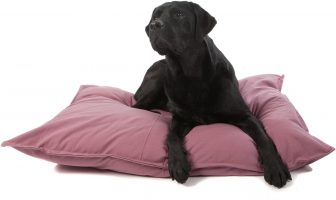 Een nieuw bed voor jouw hond