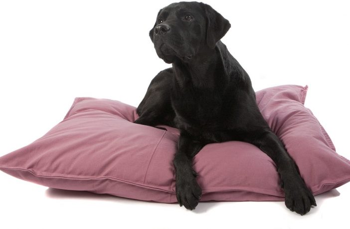 Een nieuw bed voor jouw hond