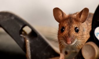 Muizen in huis voorkomen Muizen in huis voorkomen