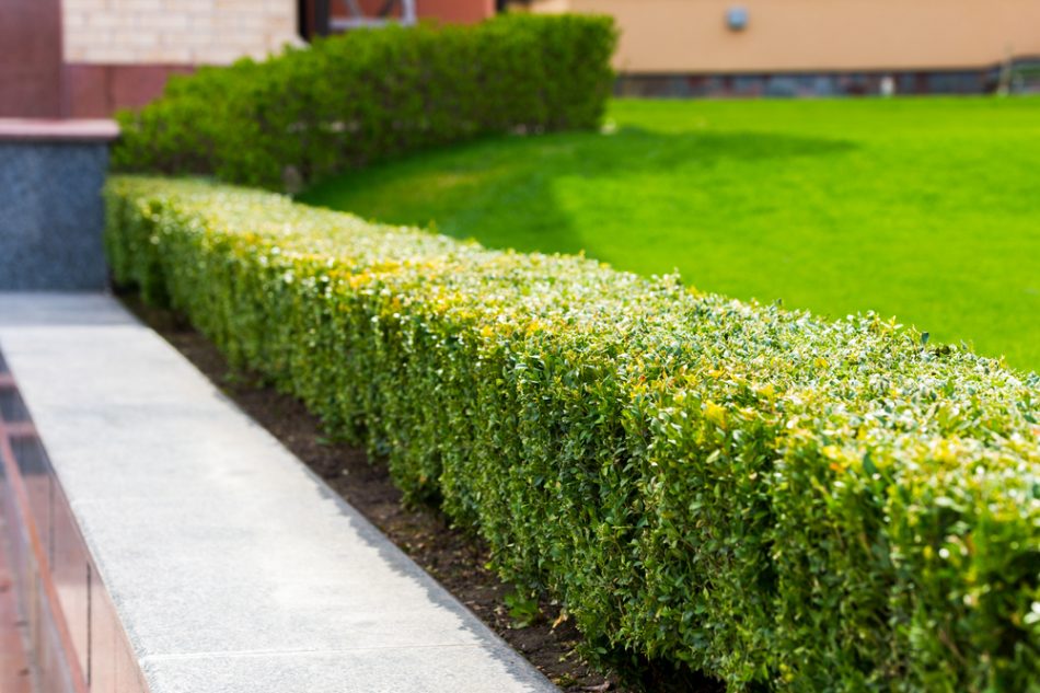 Tips voor een onderhoudsarme tuin