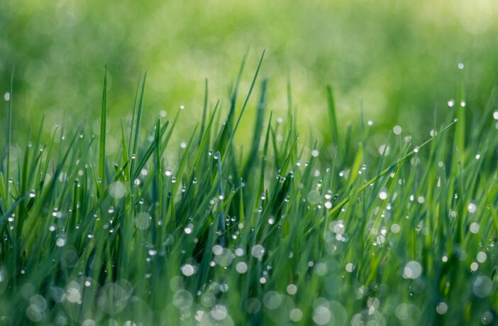 Kies voor een gazon in je tuin