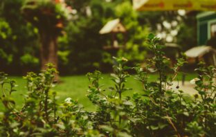 Vernieuwende tuinideeën voor de zomer van 2021