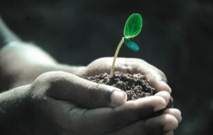 Deze planten mogen niet ontbreken uit jouw urban jungle