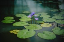 Maak de vijver in de tuin compleet