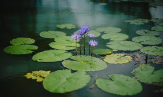 Maak de vijver in de tuin compleet