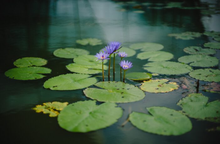 Maak de vijver in de tuin compleet