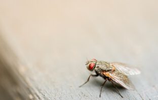 Zo houd je vliegen uit je woning en tuin in de zomer