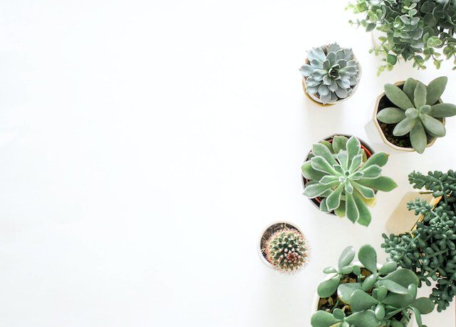 3 redenen waarom planten het mogelijk nooit lang volhouden bij jou in huis