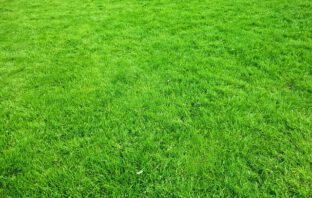 Het effectief gebruiken van gazonmest in de tuin